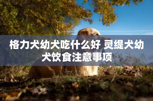 格力犬幼犬吃什么好 靈緹犬幼犬飲食注意事項