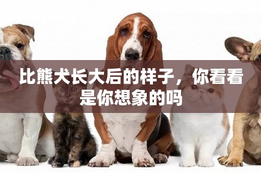 比熊犬長大后的樣子，你看看是你想象的嗎