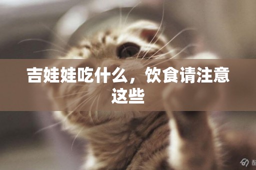 吉娃娃吃什么，飲食請注意這些