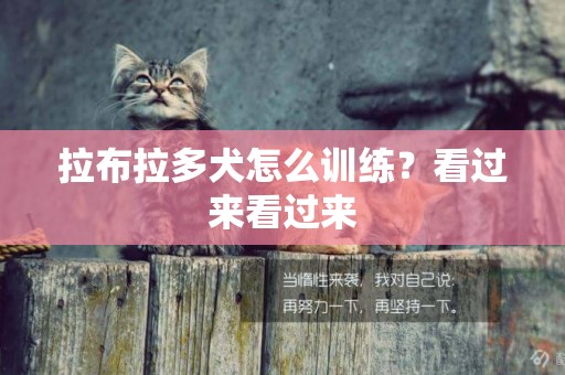 拉布拉多犬怎么訓練？看過來看過來