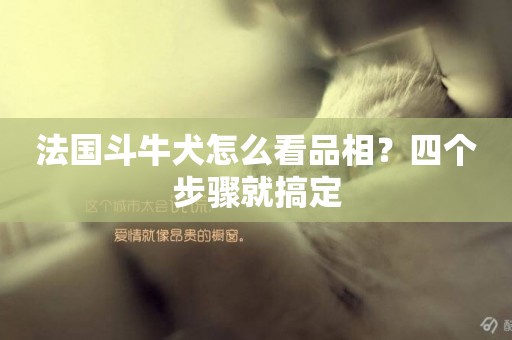法國斗牛犬怎么看品相？四個步驟就搞定