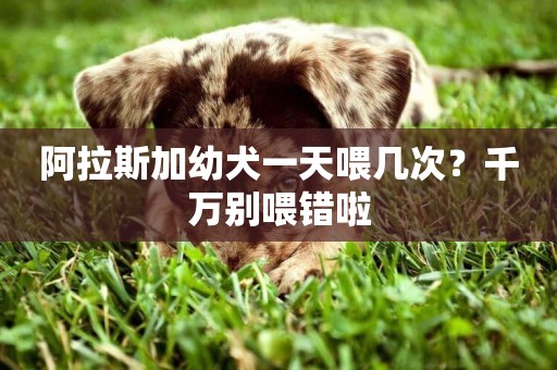 阿拉斯加幼犬一天喂幾次？千萬別喂錯啦