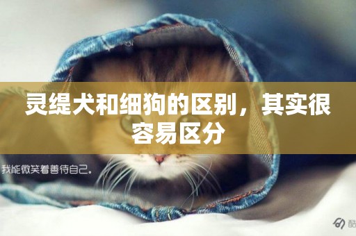 靈緹犬和細狗的區別，其實很容易區分
