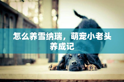 怎么養雪納瑞，萌寵小老頭養成記