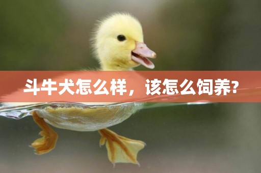斗牛犬怎么樣，該怎么飼養?