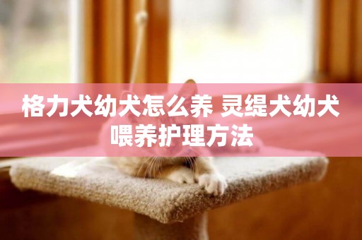 格力犬幼犬怎么養 靈緹犬幼犬喂養護理方法