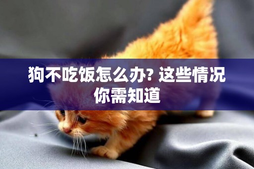 狗不吃飯怎么辦? 這些情況你需知道