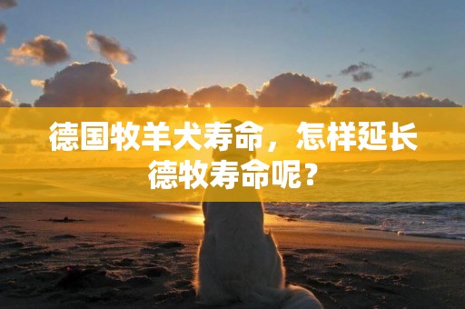 德國牧羊犬壽命，怎樣延長德牧壽命呢？