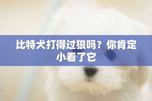 比特犬打得過狼嗎？你肯定小看了它