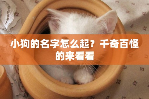 小狗的名字怎么起？千奇百怪的來看看