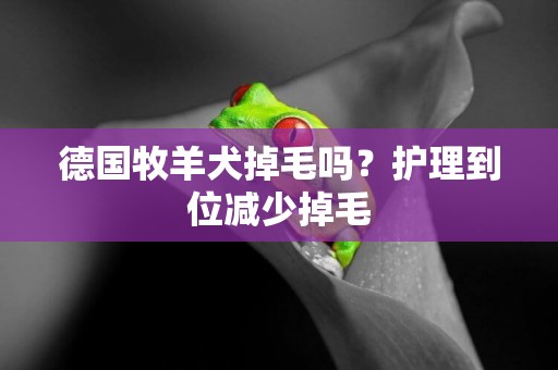 德國牧羊犬掉毛嗎？護理到位減少掉毛