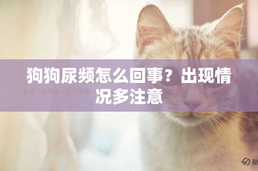 狗狗尿頻怎么回事？出現情況多注意