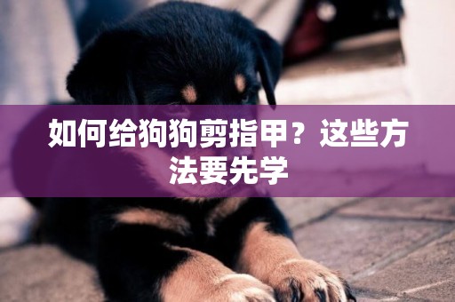 如何給狗狗剪指甲？這些方法要先學