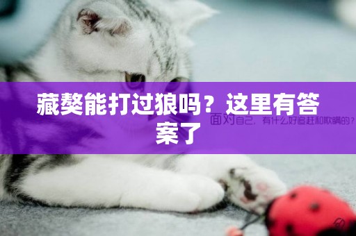 藏獒能打過狼嗎？這里有答案了