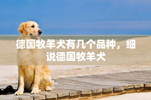 德國牧羊犬有幾個品種，細說德國牧羊犬