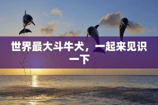 世界最大斗牛犬，一起來見識一下
