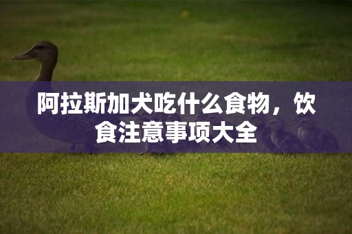 阿拉斯加犬吃什么食物，飲食注意事項大全
