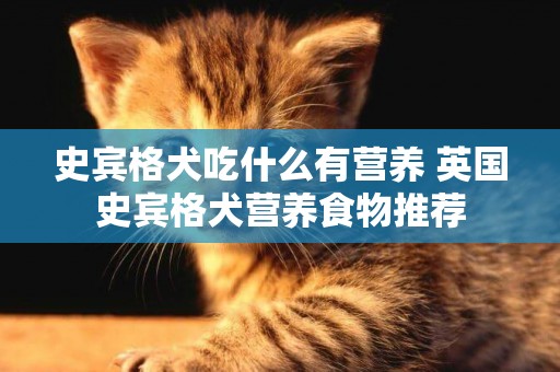 史賓格犬吃什么有營養 英國史賓格犬營養食物推薦
