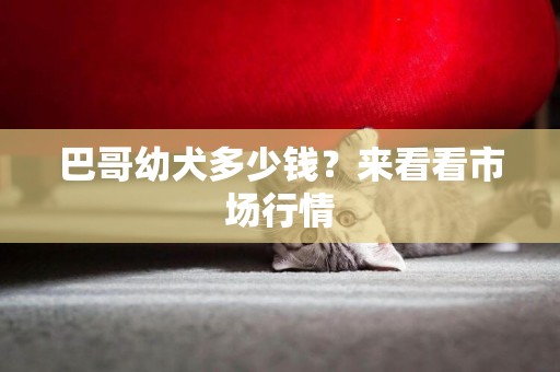 巴哥幼犬多少錢？來看看市場行情