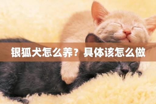 銀狐犬怎么養？具體該怎么做