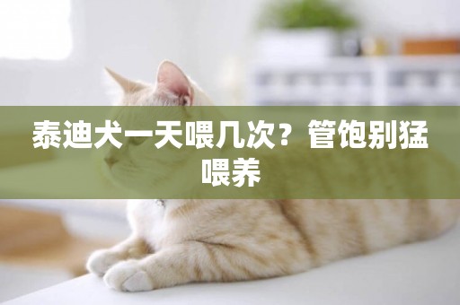 泰迪犬一天喂幾次？管飽別猛喂養