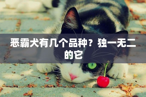 惡霸犬有幾個品種？獨一無二的它