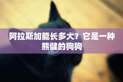 阿拉斯加能長多大？它是一種熊健的狗狗