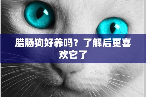 臘腸狗好養嗎？了解后更喜歡它了