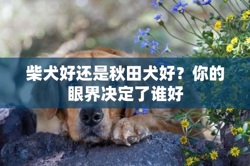 柴犬好還是秋田犬好？你的眼界決定了誰好