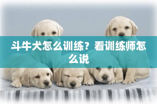 斗牛犬怎么訓練？看訓練師怎么說