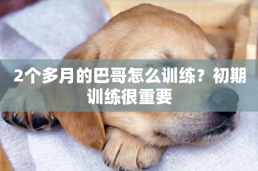 2個多月的巴哥怎么訓練？初期訓練很重要