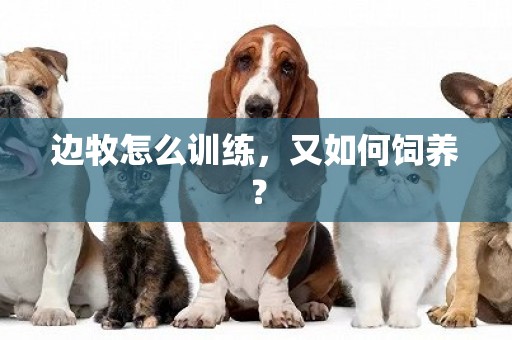 邊牧怎么訓練，又如何飼養？