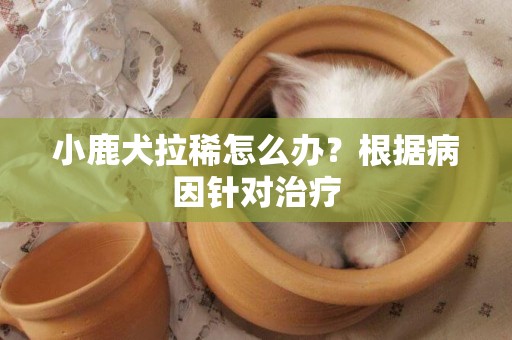 小鹿犬拉稀怎么辦？根據病因針對治療