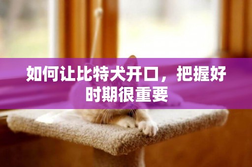 如何讓比特犬開口，把握好時期很重要
