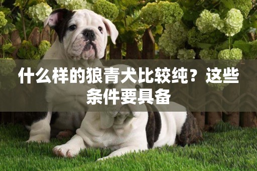 什么樣的狼青犬比較純？這些條件要具備