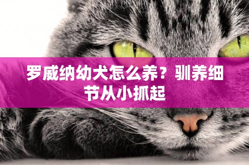 羅威納幼犬怎么養？馴養細節從小抓起