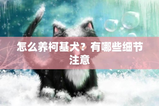 怎么養柯基犬？有哪些細節注意