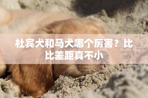 杜賓犬和馬犬哪個厲害？比比差距真不小