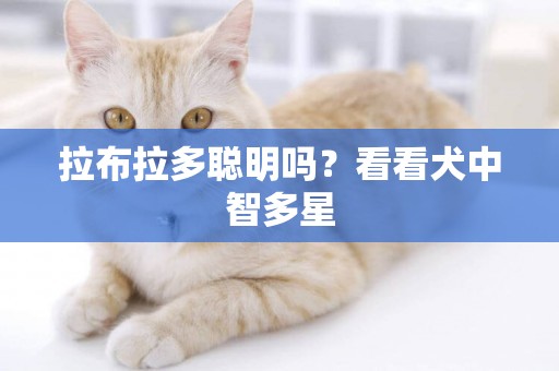 拉布拉多聰明嗎？看看犬中智多星