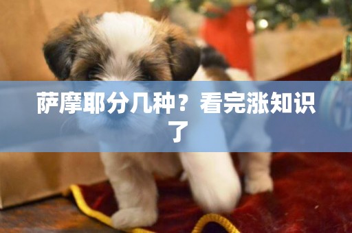 薩摩耶分幾種？看完漲知識了