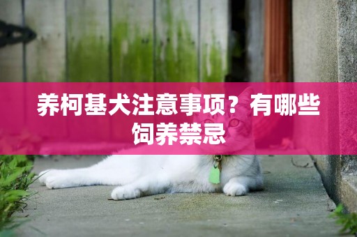 養柯基犬注意事項？有哪些飼養禁忌