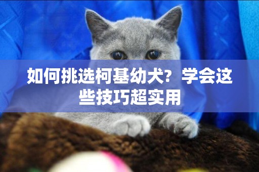 如何挑選柯基幼犬?  學會這些技巧超實用