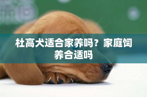 杜高犬適合家養嗎？家庭飼養合適嗎