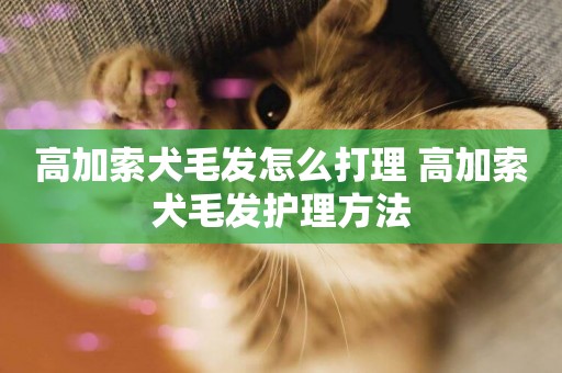 高加索犬毛發怎么打理 高加索犬毛發護理方法