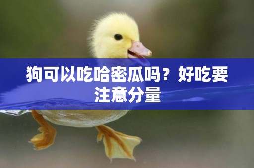狗可以吃哈密瓜嗎？好吃要注意分量