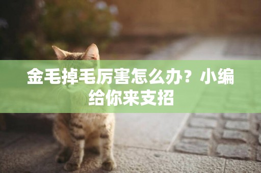 金毛掉毛厲害怎么辦？小編給你來支招
