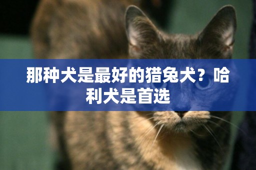 那種犬是最好的獵兔犬？哈利犬是首選