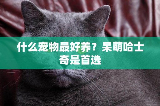 什么寵物最好養？呆萌哈士奇是首選