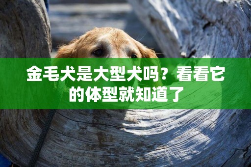 金毛犬是大型犬嗎？看看它的體型就知道了