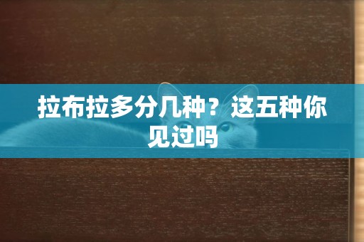 拉布拉多分幾種？這五種你見過嗎